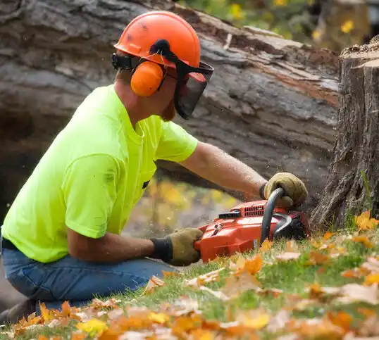 tree services Meadow Lake